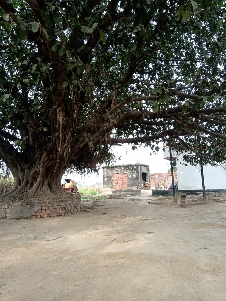 Old Tree
