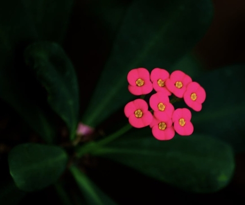 Close-up, red wallpapers
