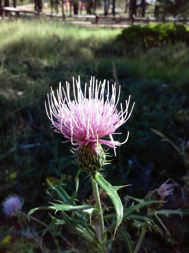 Purple Thistle