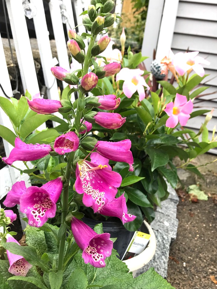 Summer Flowers