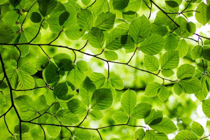 love green......