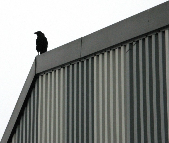 Bird on roof