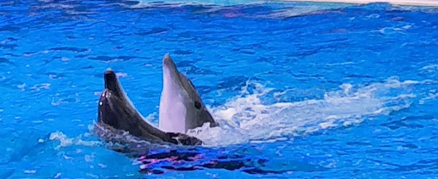 dolphin