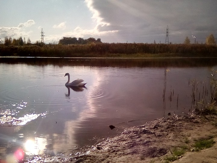 лебедь