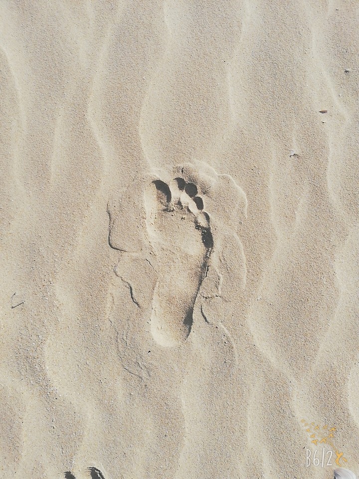 myfoot