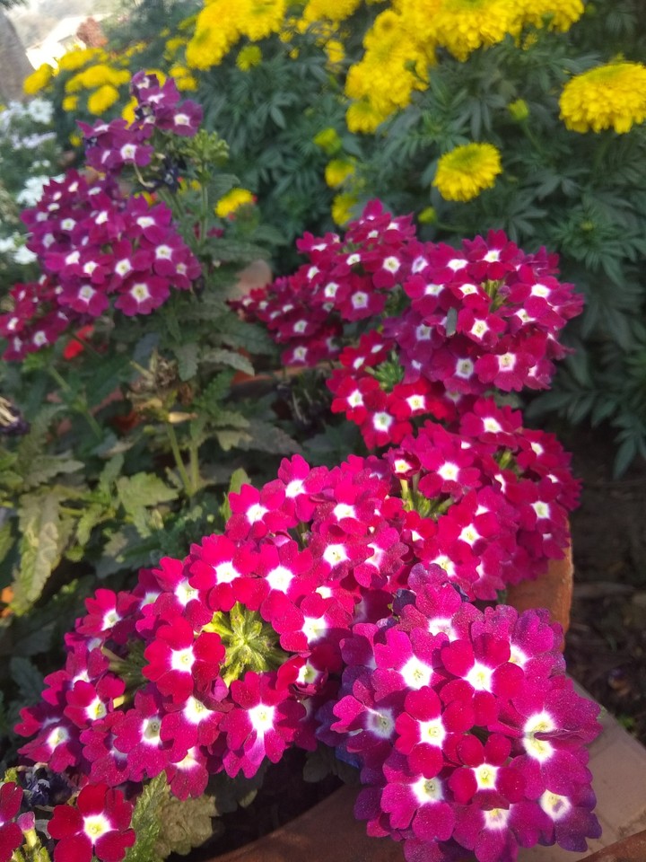 flowers
