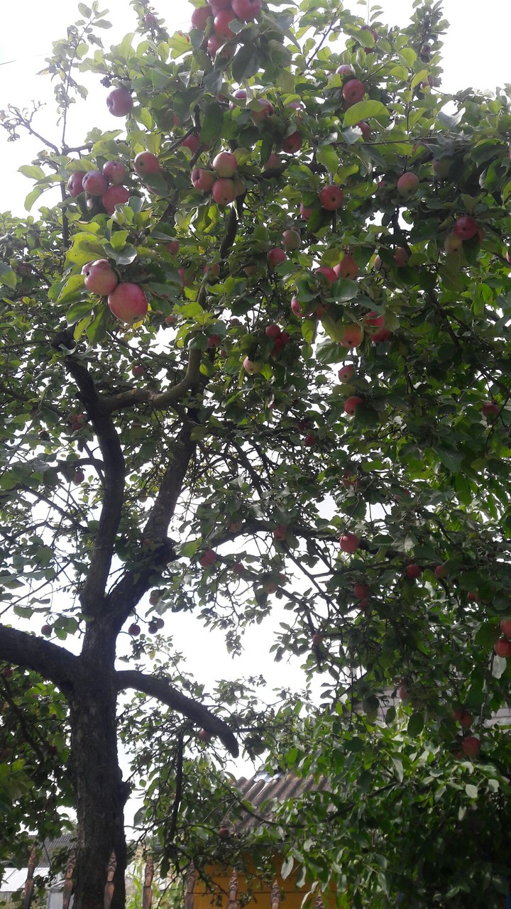 apple