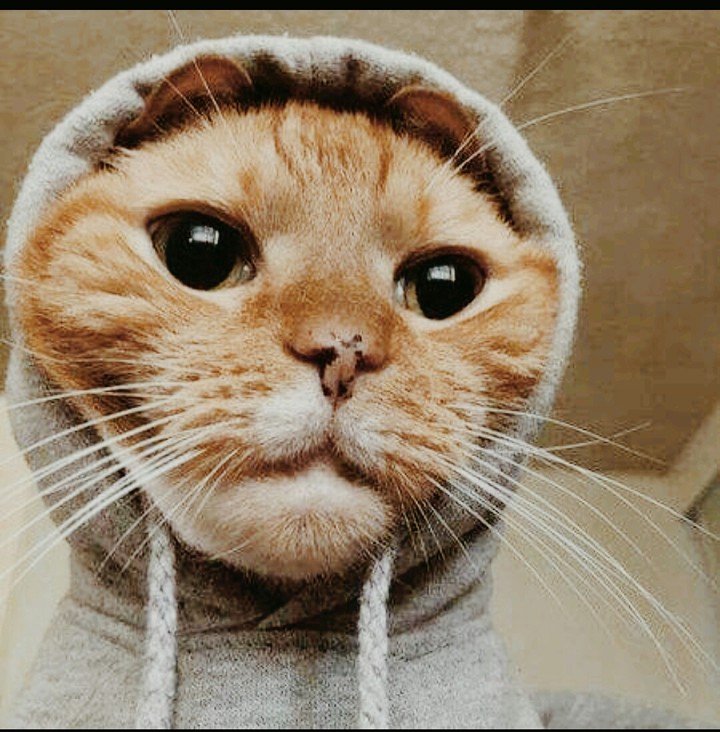 Kitty kitty