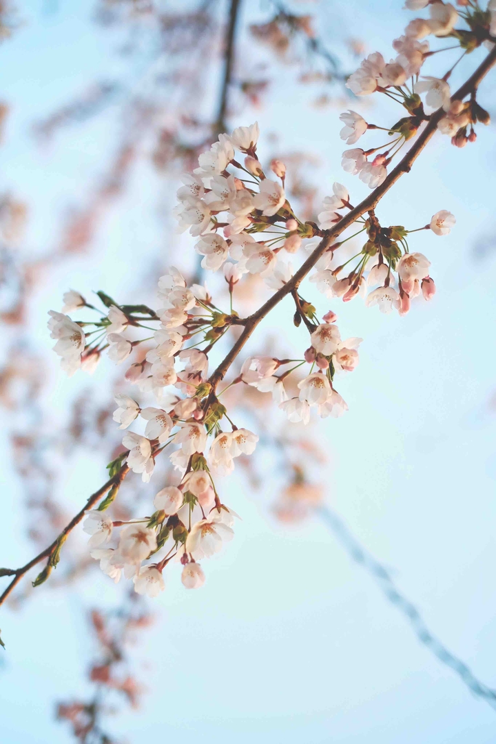 Blossoms