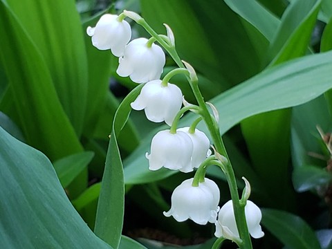 Lily of the valley