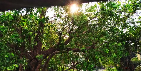Trees