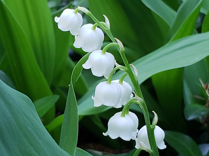 Lily of the valley