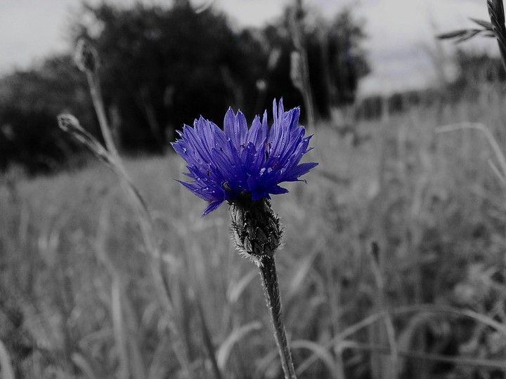 dark blue flower
