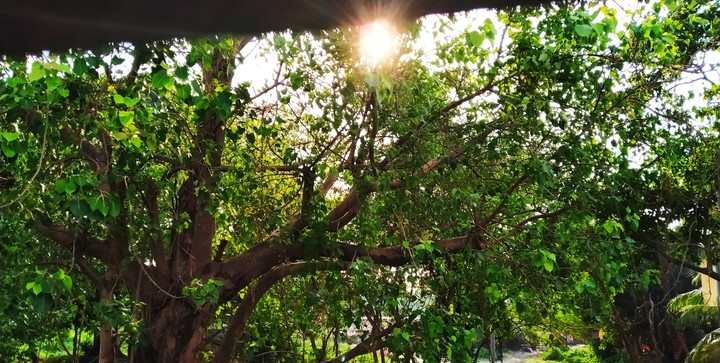 Trees