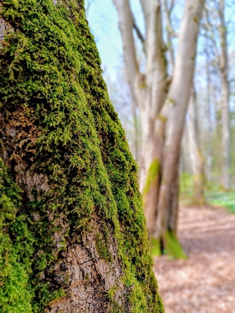 trunk, algae वॉलपेपर