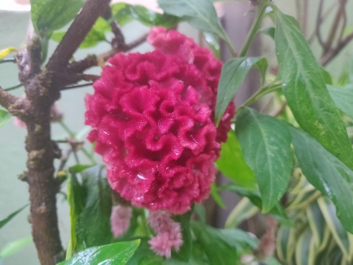 flowet