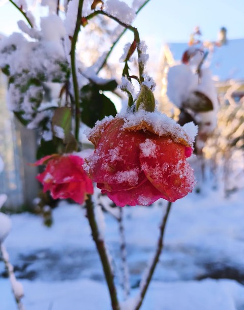 ταπετσαρίες snow, petal