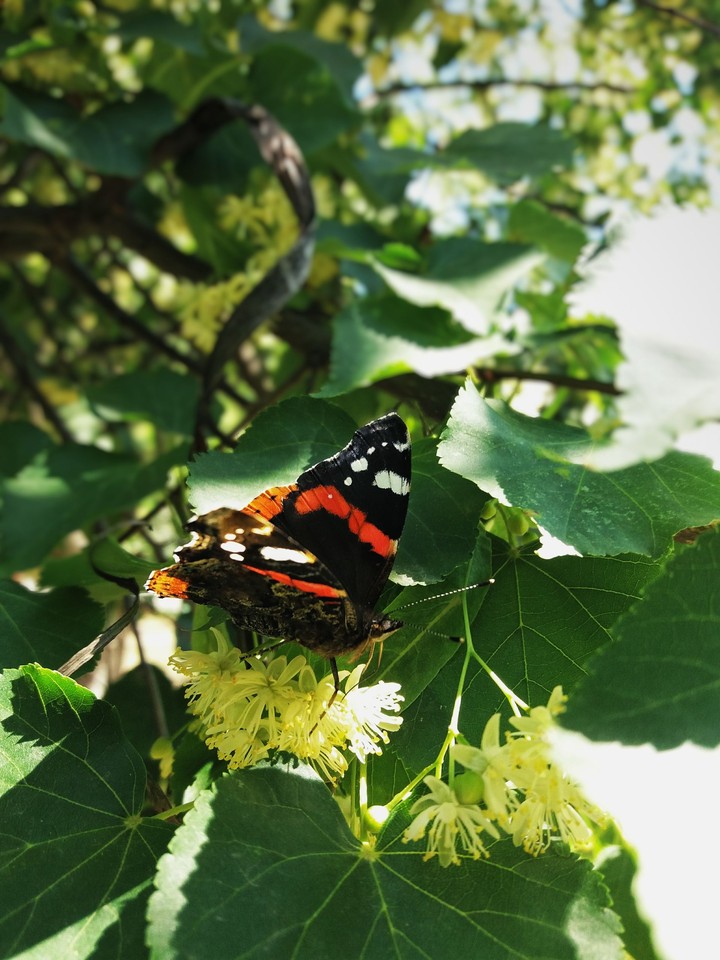 red admiral