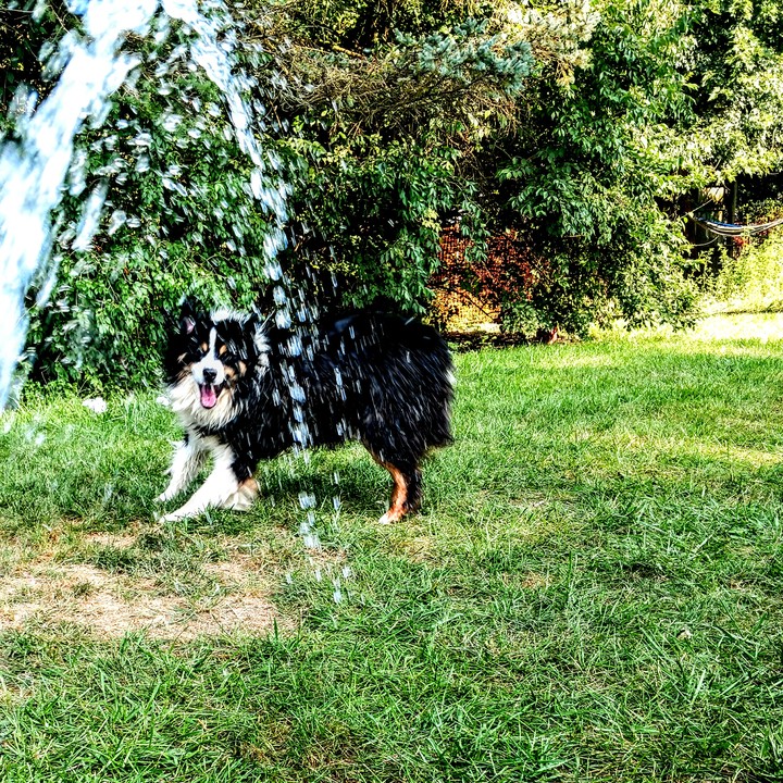 Australian Shepherd fun with hose