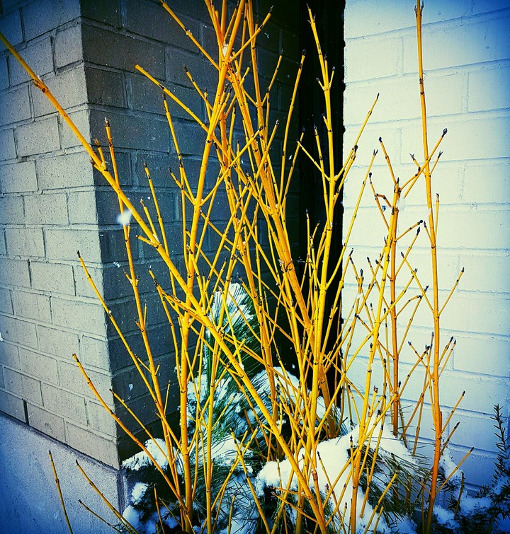 Branches of Gold