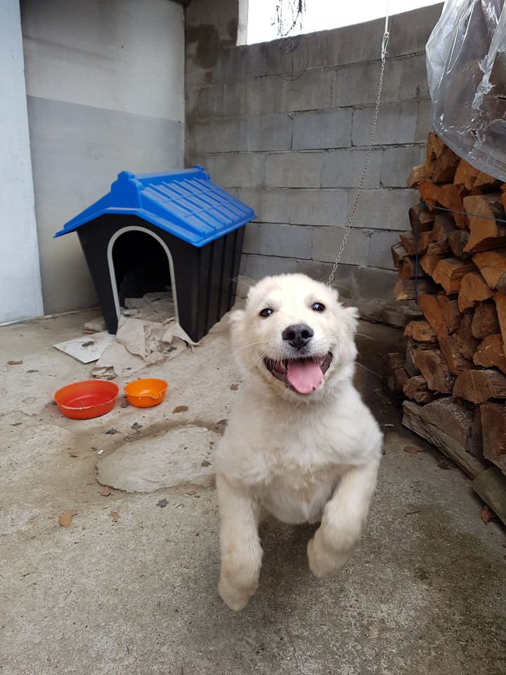 강아지