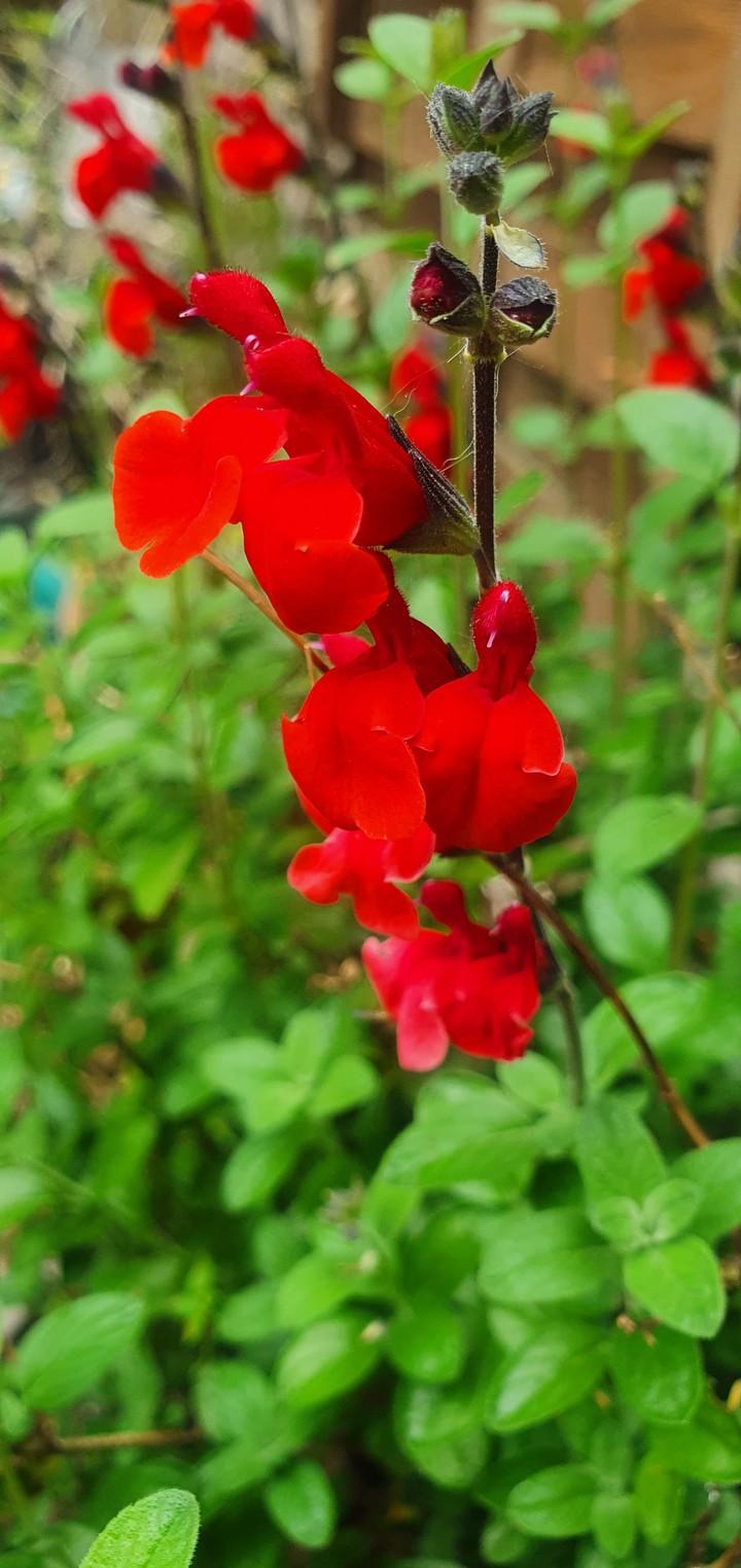 Redflower