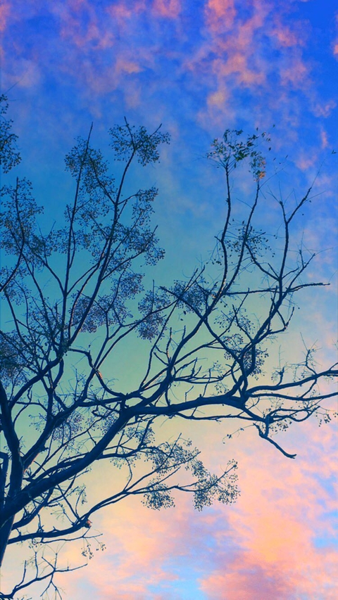 sky, leaf桌布