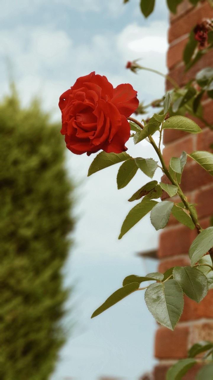 red rose