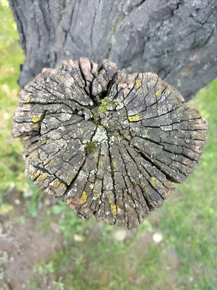 Tree root