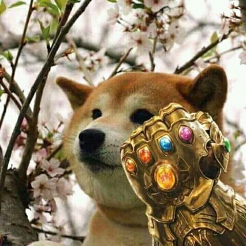 thanodoge