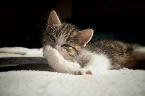 Kitty 0001-007