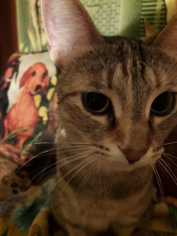cat