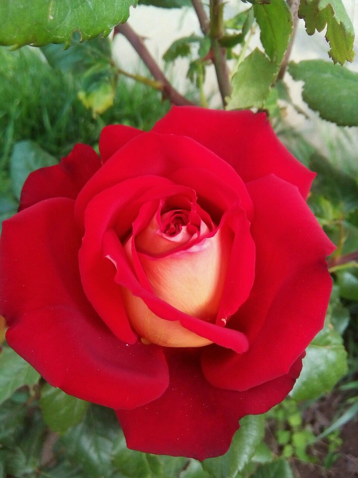 rose