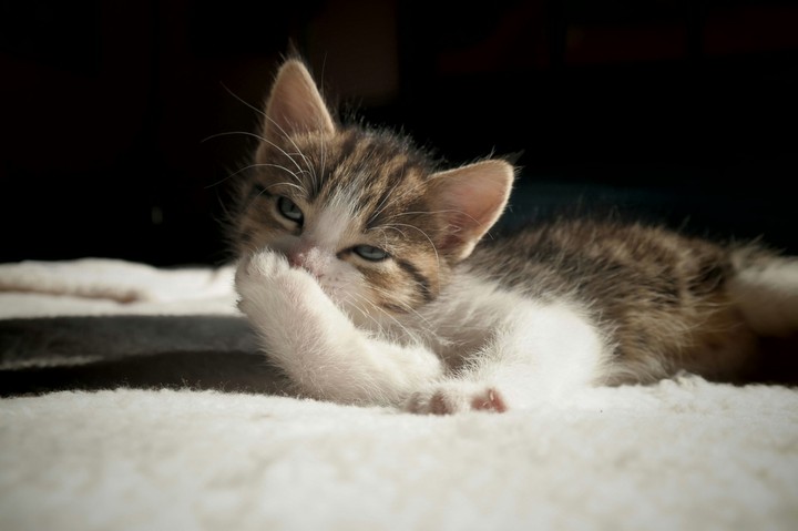 Kitty 0001-007