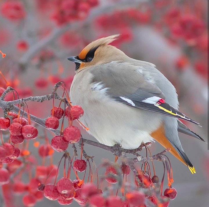 Bohemian Waxwing