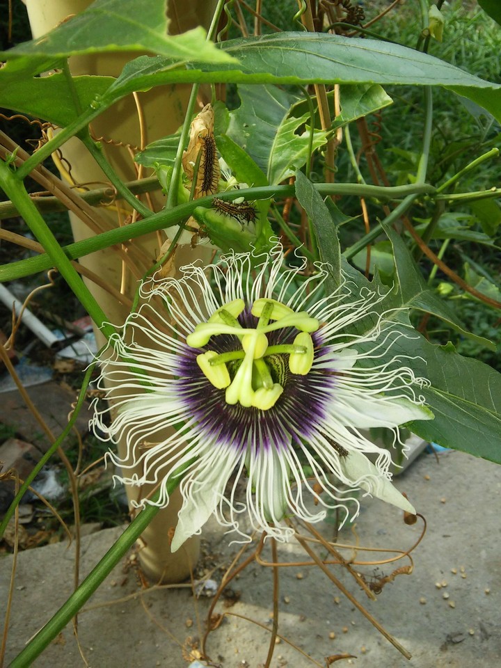Flor Maracuyá
