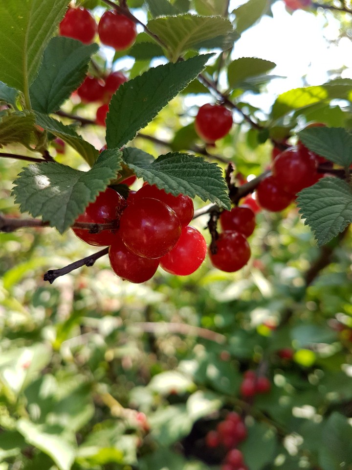 вишня