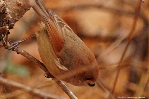 songbird, tree achtergronden