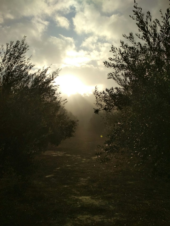 Olive trees