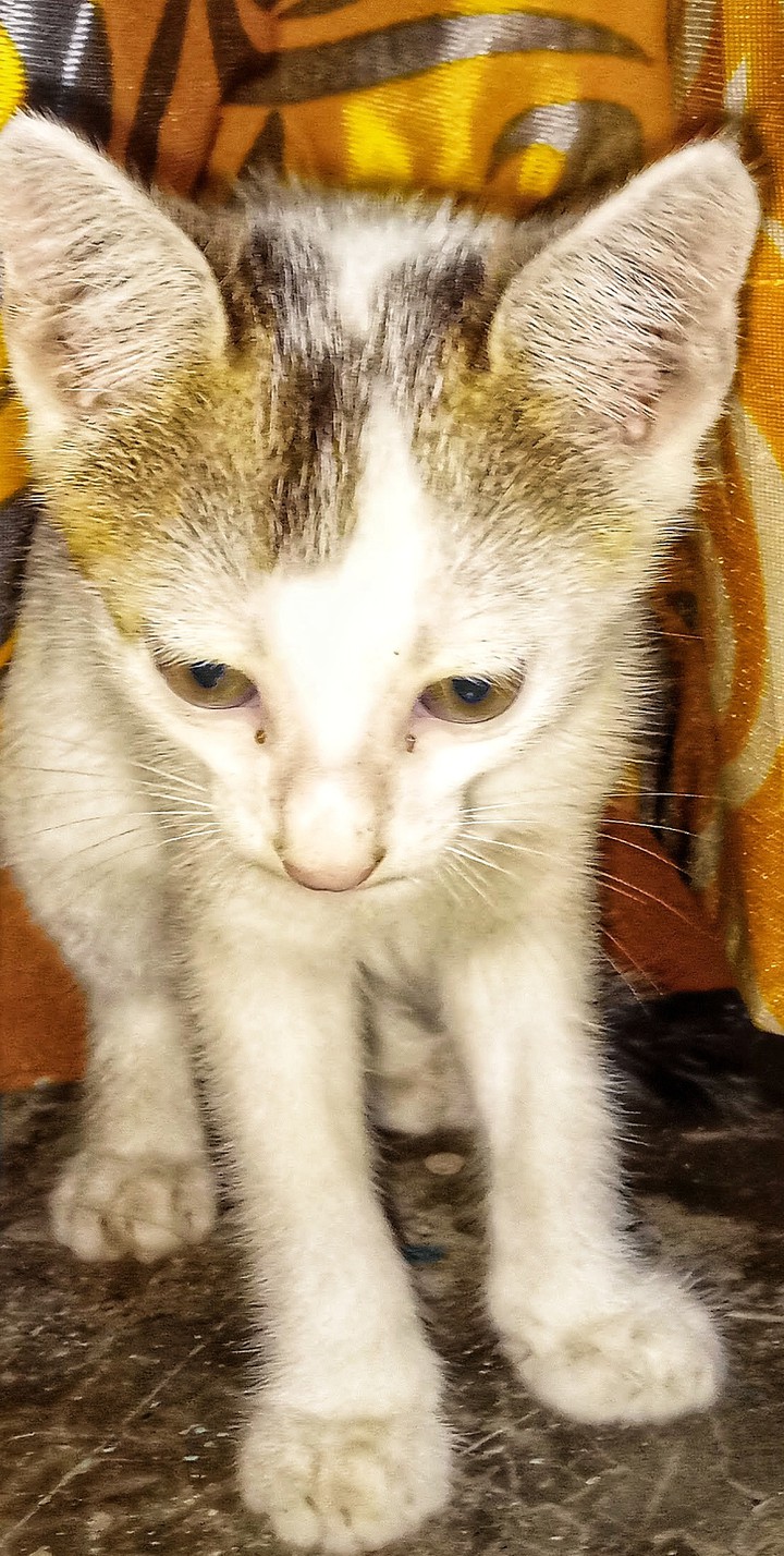 cat
