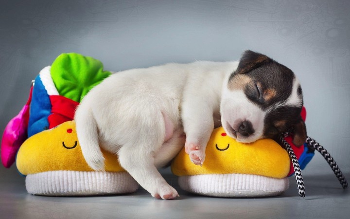 dog was sleeping don't disturb it