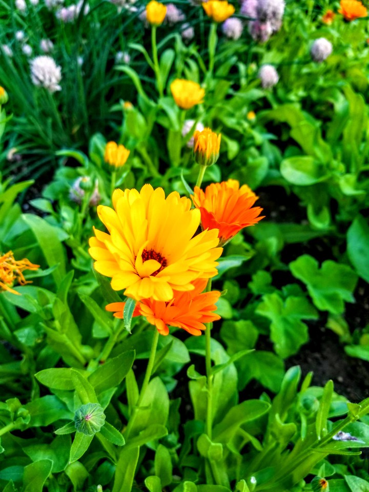 flowers