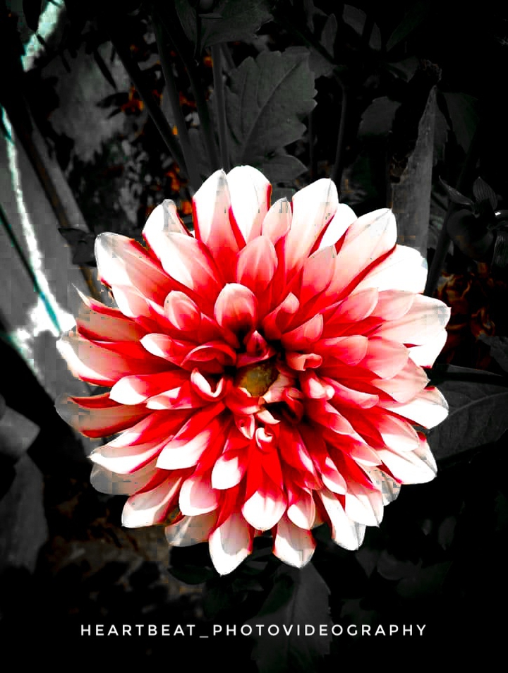 #Flower