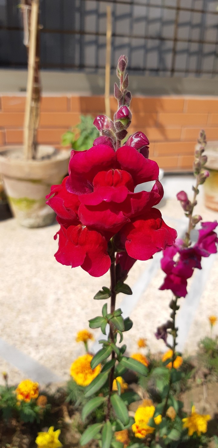 Red Flower