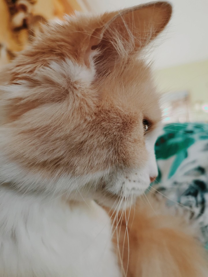 My kitty ❤️