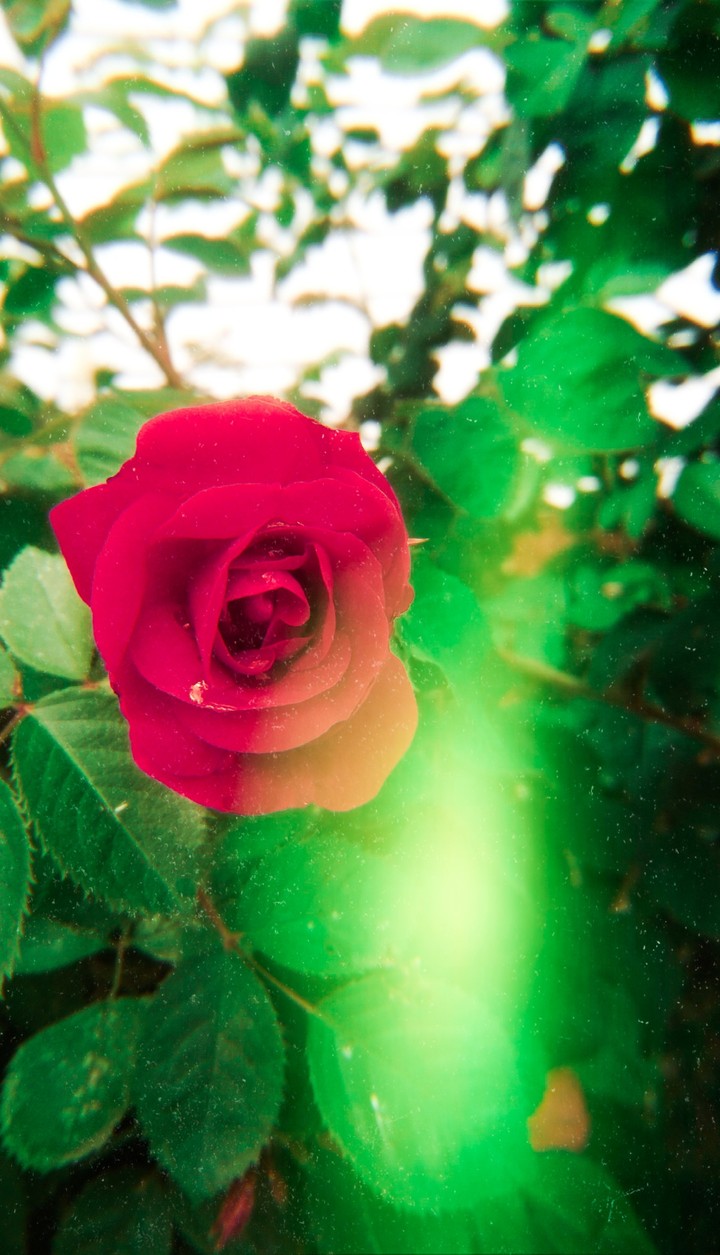 rose