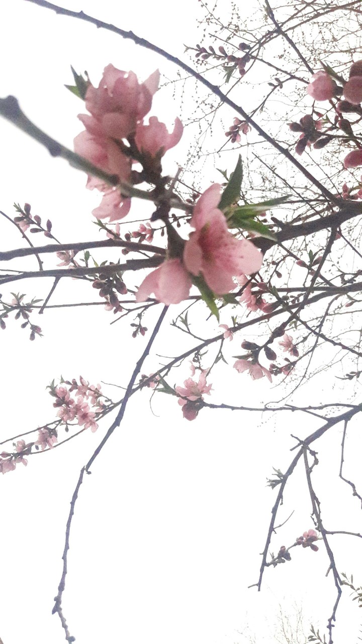 blossom
