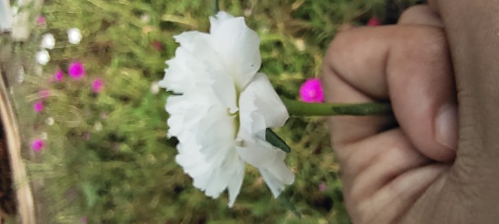 flower