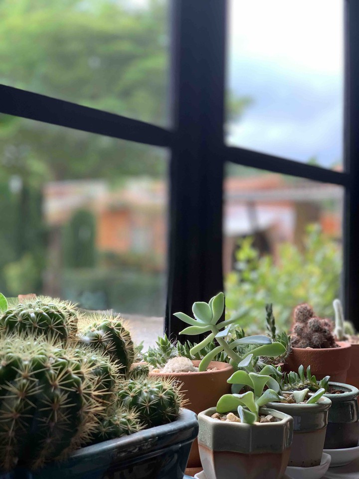 cactus