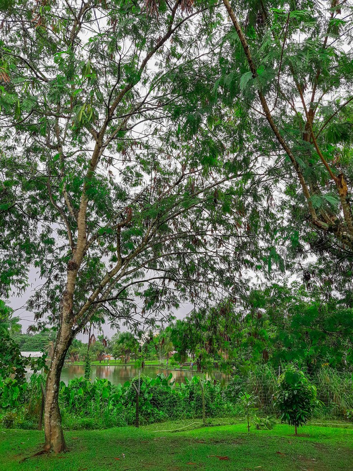 Nature